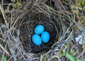 Celebrating Birder Broker's Successful First Year