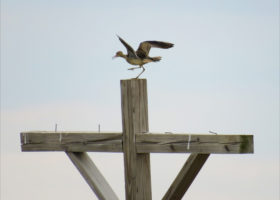 New VCE Study Reveals Surprising Upland Sandpiper Migration Patterns