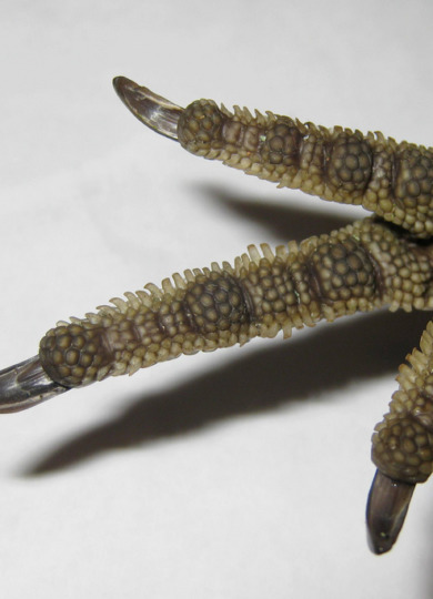 The comb-like rows of bristles (called pectinations) on Ruffed Grouse feet. &copy; © Larry Clarfeld