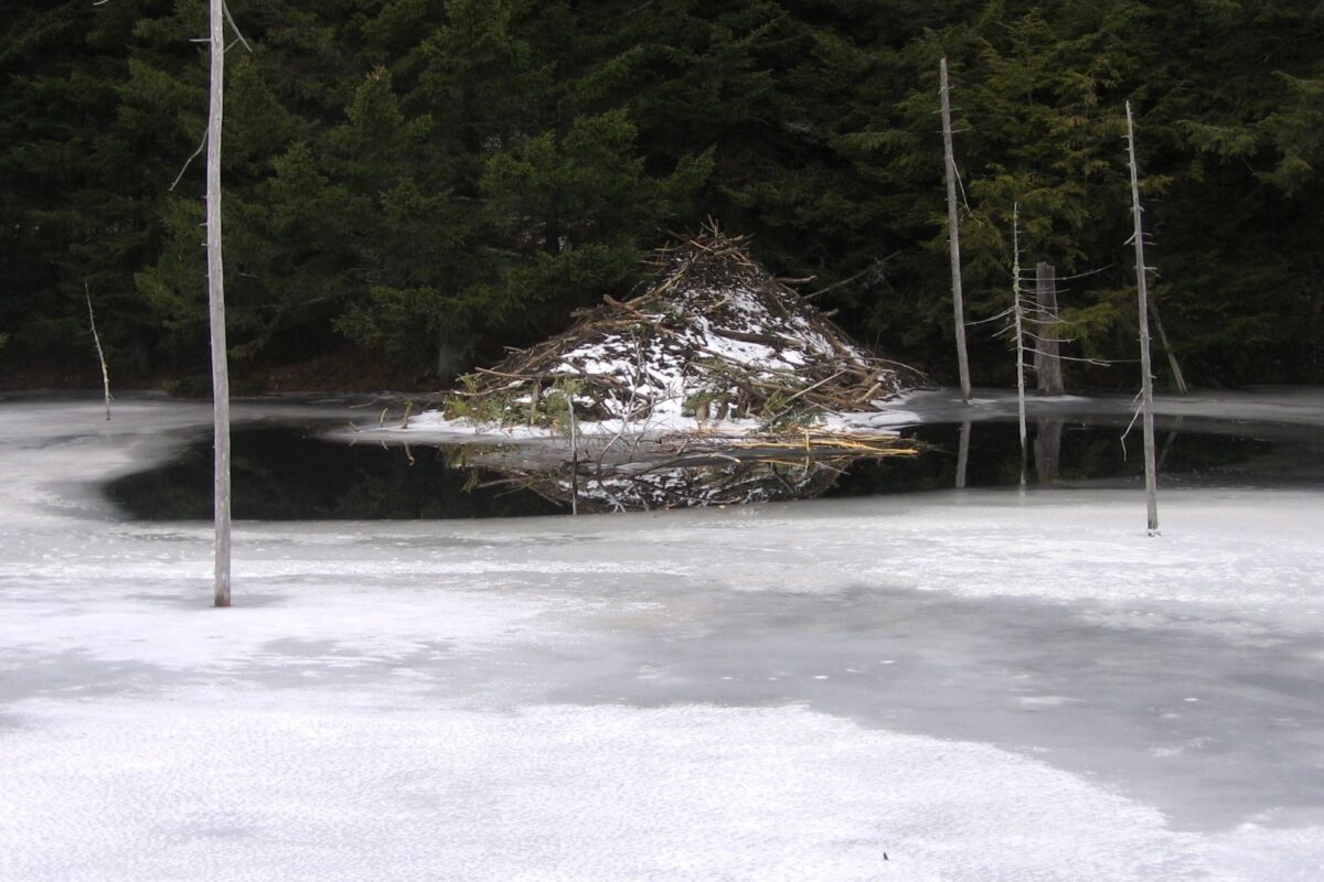 A winter beaver lodge with a food cache in front of it. &copy; © Nate Harvey
