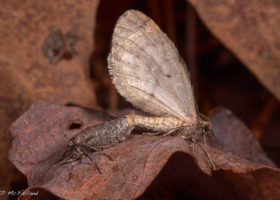 Outdoor Radio: Wingless Winter Moths