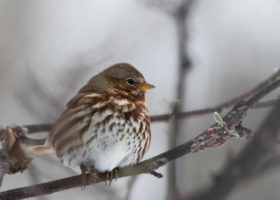 November 2019 Photo-observation of the Month