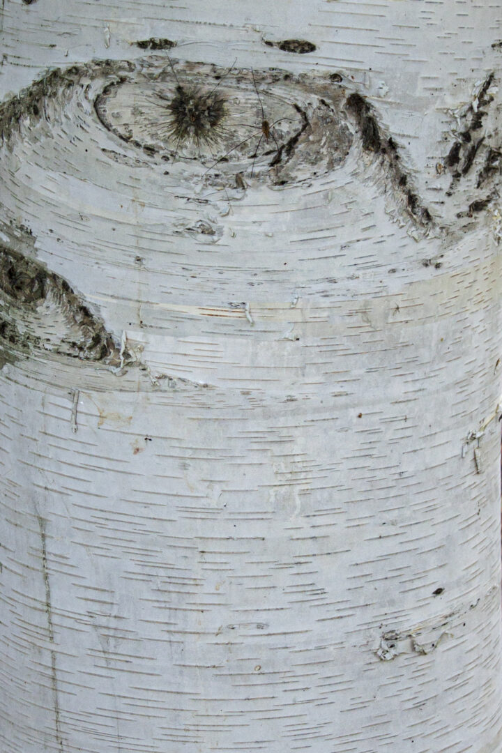 White Birch bark. &copy; © K.P. McFarland