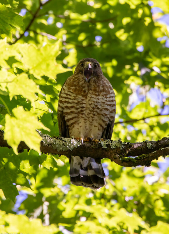 Broad-winged Hawk calling &copy; © K.P. McFarland