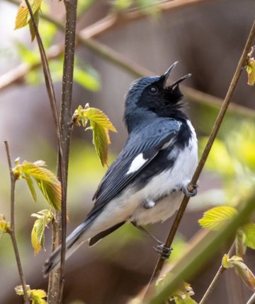 Black-throated Blue Warbler © K.P. McFarland