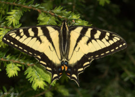 Field Guide to June 2021