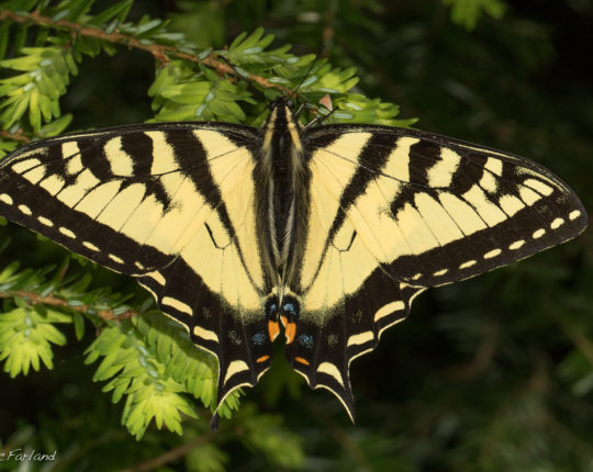 Canadian Tiger Swallowtail © K.P. McFarland