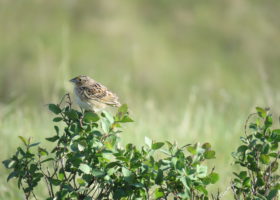 Of Birds and Buckets: Nocturnal Flight Call Recordings Shine A Light on Migration Timing