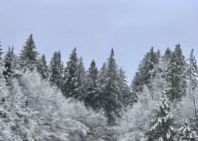 Field Guide to January 2020