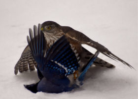 December 2019 Photo-observation of the Month