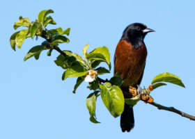 A Serendipitous Orchard Oriole Extravaganza