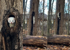 January 2020 Photo-observation of the Month