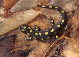 A black salamander with bright yellow spots (Spotted Salamander) crawls across fall leaf litter.