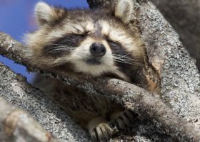 February 2020 Photo-observation of the Month