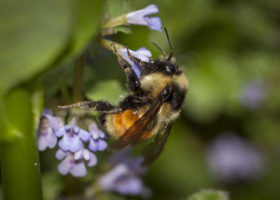 Field Guide to May 2020