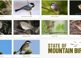 Updated for 2020: State of the Mountain Birds Report