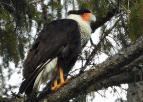 March 2020 Photo-observation of the Month