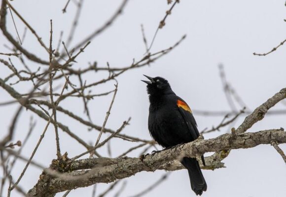Red-winged Blackbird &copy; © Kent McFarland