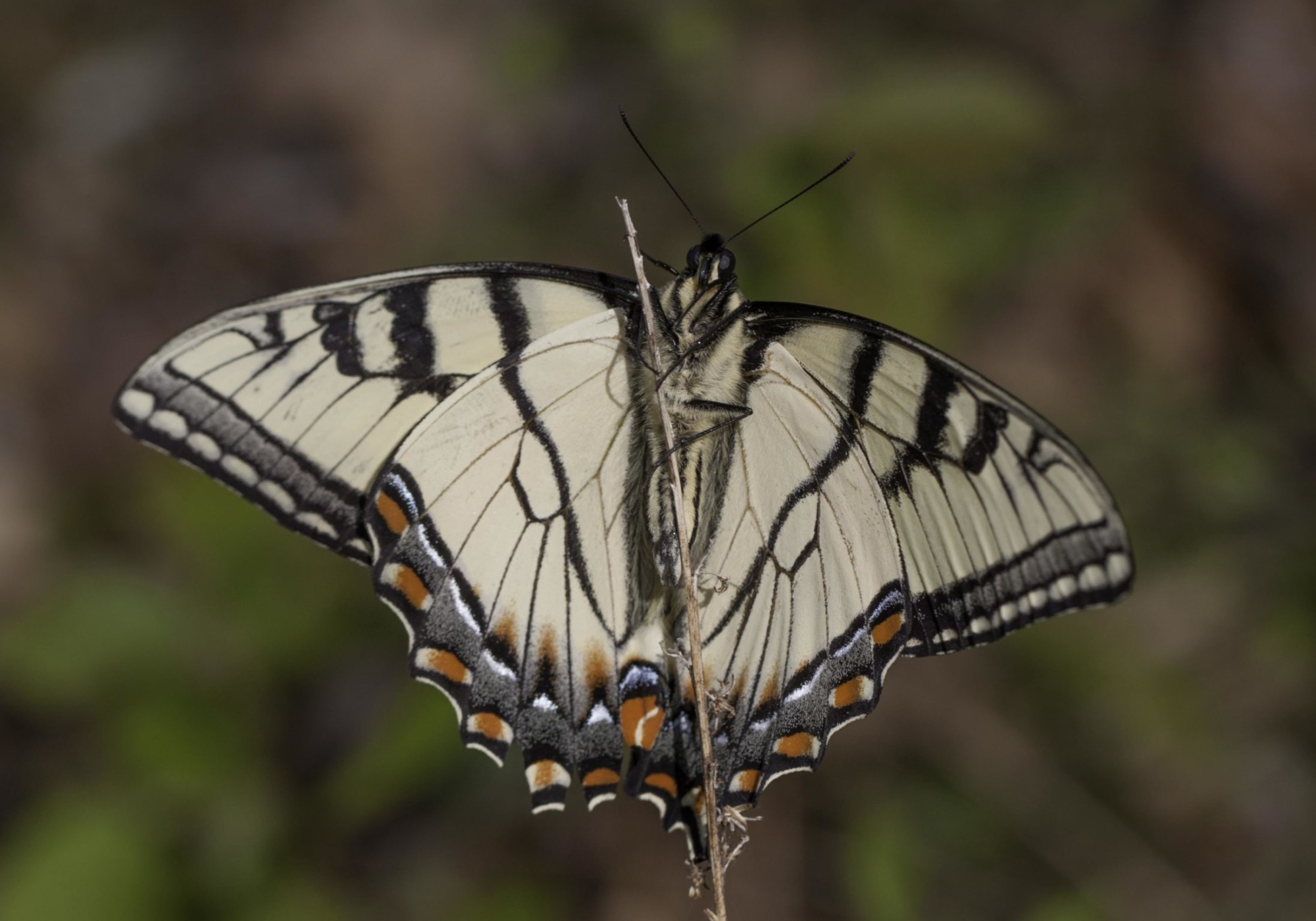 Appalachian Tiger Swallowtail (Papilio appalachiensis) at the Great Smokey Mountain NP -Oconalluftee Visitors Center. &copy; © K.P. McFarland - All Rights Reserved