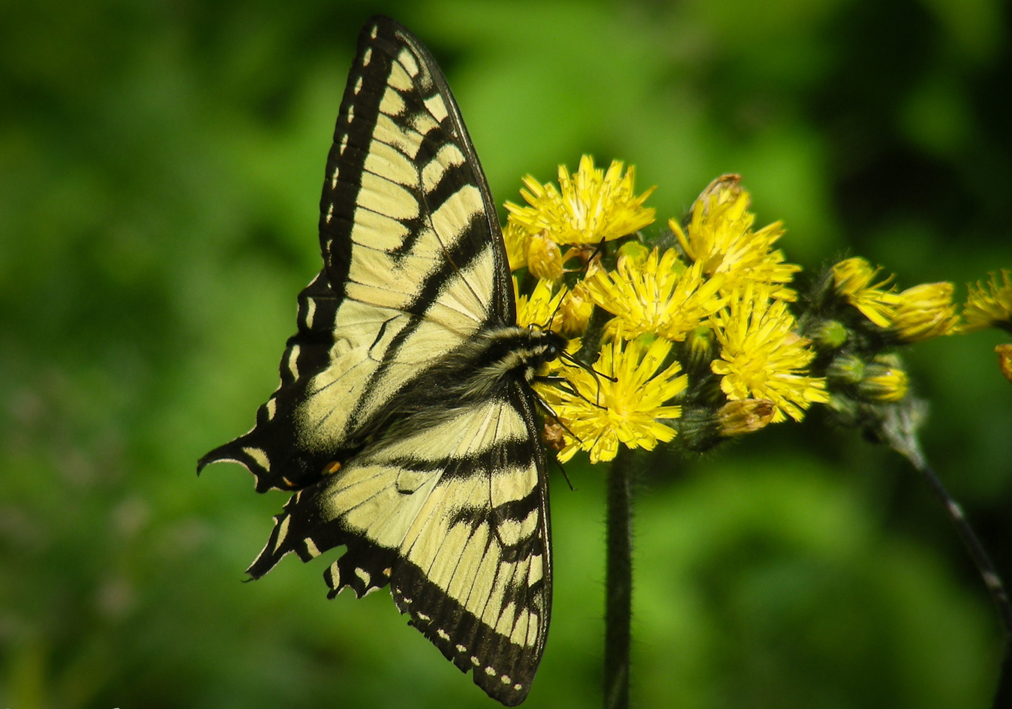 Canadian Tiger Swallowtail (Papilio canadensis) in Vermont. &copy; © K.P. McFarland - All Rights Reserved