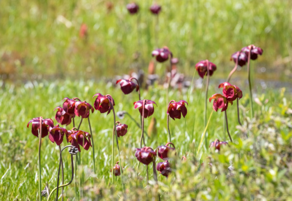 Flowering Purple Pitcher Plants (Sarracenia purpurea) &copy; © Sean Beckett licensed under CC-BY-NC