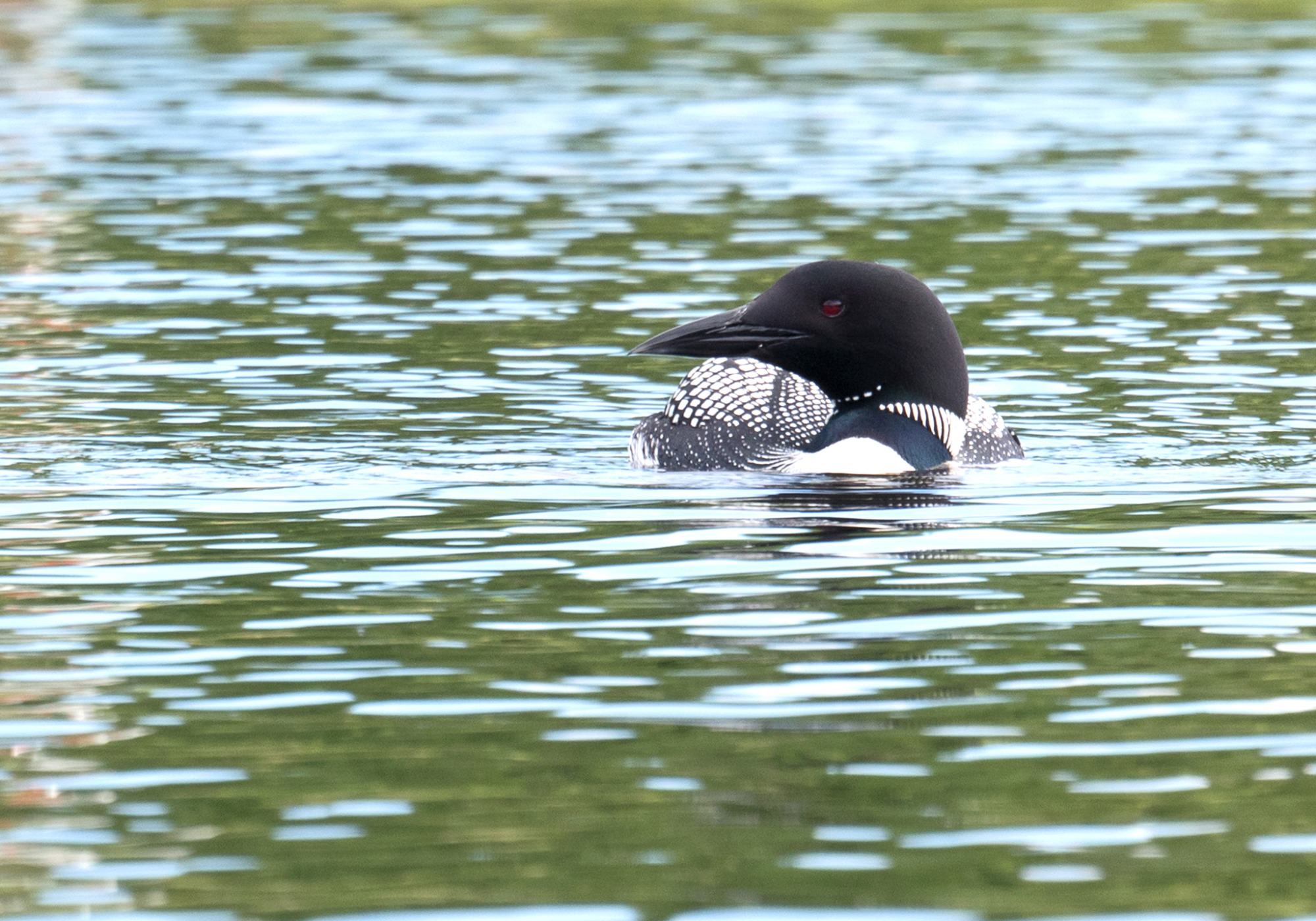 Common Loon (Gavia immer) &copy; © Susan Elliott licensed under CC-BY-NC