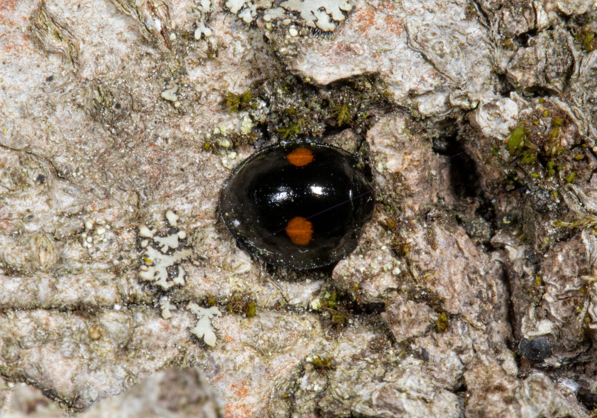 Twice-stabbed Lady Beetle (Chilocorus stigma) on an American Beech trunk. &copy; K.P. McFarland licensed under CC-BY-NC