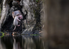 May 2020 Photo-observation of the Month