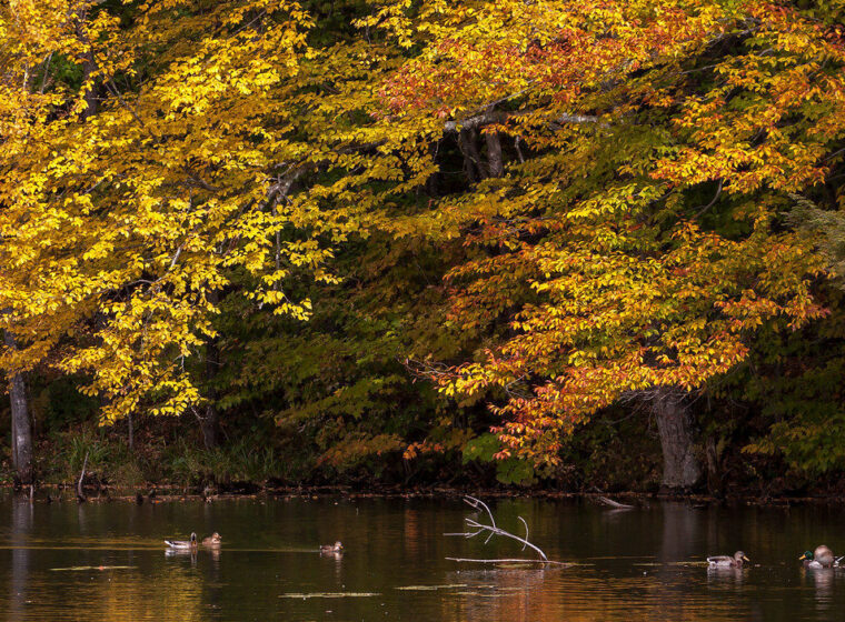 Mallard ducks on a pond with colorful fall leaves in the background