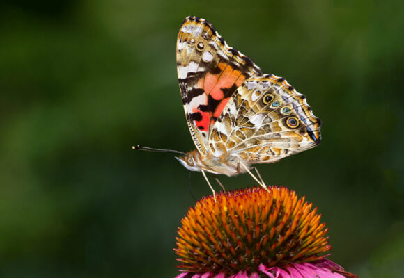 Painted Lady visiting Purple Coneflower &copy; © Bryan Pfeiffer