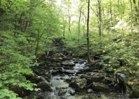 In the Field with VCE's Bird-friendly Maple Efficacy Study–Part II