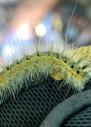 Fall Webworm caterpillars &copy; © K.P. McFarland