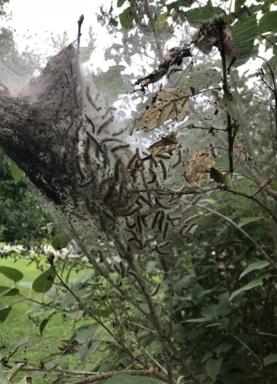 A close-up of a Fall Webworm nest &copy; © K.P. McFarland