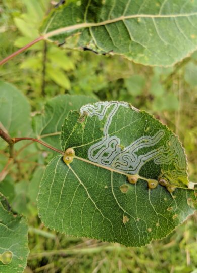 Aspen Serpentine Leafminer Moth <i>(Phyllocnistis populiella)</i>, a leafminer found on aspens, cottonwoods, and poplars &copy; © Nathaniel Sharp