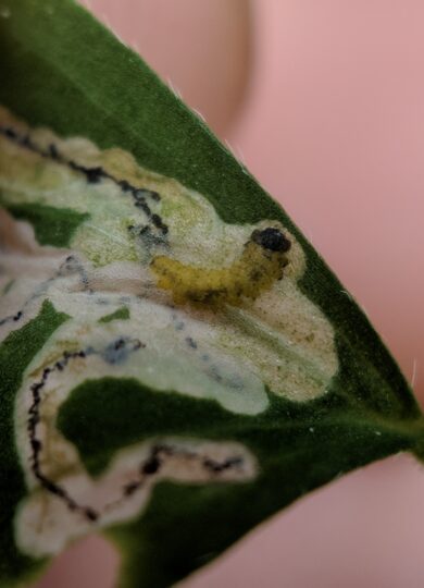 The segmented body of this <i>Mantura floridana</i> larva is visible as it chews through the inner leaf layers of a woodsorrel. &copy; © Nathaniel Sharp