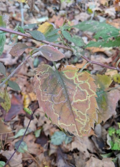 <i>Ophiomyia parda</i>, a leafminer found on asters &copy; © Nathaniel Sharp