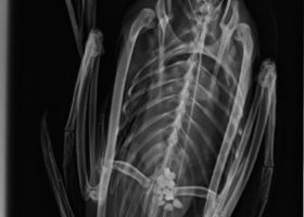 A New Endeavor for the Vermont Loon Conservation Project: Necropsies