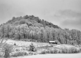 Field Guide to January 2021