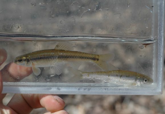 10935, , parasite2, , , image/jpeg, https://vtecostudies.nyc3.digitaloceanspaces.com/wp-content/uploads/2021/01/08191619/parasite2-e1611940573827.jpg, 580, 506, Array, Array © Spencer Hardy