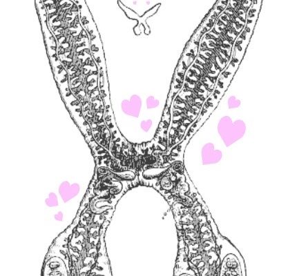 10934, , parasite1, , , image/jpeg, https://vtecostudies.nyc3.digitaloceanspaces.com/wp-content/uploads/2021/01/08191626/parasite1.jpg, 417, 610, Array, Array open access graphic