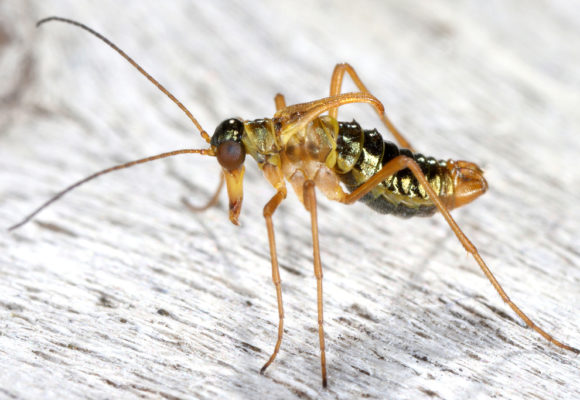 10933, , scorpion2, , , image/jpeg, https://vtecostudies.nyc3.digitaloceanspaces.com/wp-content/uploads/2021/01/08191627/scorpion2.jpg, 1024, 683, Array, Array © Gernot Kunz