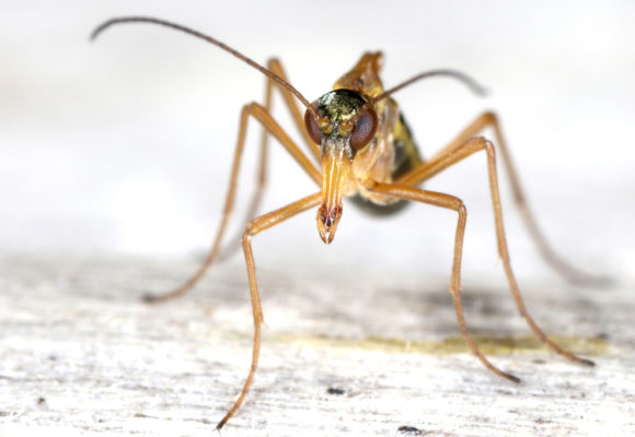 10932, , scorpion1, , , image/jpeg, https://vtecostudies.nyc3.digitaloceanspaces.com/wp-content/uploads/2021/01/08191631/scorpion1.jpg, 1024, 683, Array, Array © Gernot Kunz