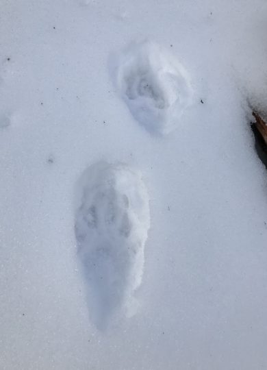 10926, , fishtrack, , , image/jpeg, https://vtecostudies.nyc3.digitaloceanspaces.com/wp-content/uploads/2021/01/08191639/fishtrack.jpg, 768, 1024, Array, Array © Kent McFarland