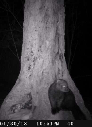 10924, , fish2, D55IR_V076.B00038.069__FG=2876,FT=91934,NIR=0,GM=2,EV=51,PY=26,DY=28,GB=0x80,SG=0x17,EL=1706,AEY=0,AEM=0,AEB=2, , image/jpeg, https://vtecostudies.nyc3.digitaloceanspaces.com/wp-content/uploads/2021/01/08191645/fish2.jpg, 1768, 1894, Array, Array © Julia Pupko