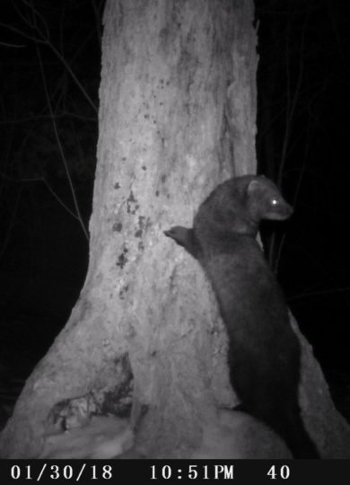 10923, , fish1, D55IR_V076.B00038.069__FG=2876,FT=91934,NIR=0,GM=2,EV=51,PY=26,DY=26,GB=0x80,SG=0x17,EL=1706,AEY=0,AEM=0,AEB=2, , image/jpeg, https://vtecostudies.nyc3.digitaloceanspaces.com/wp-content/uploads/2021/01/08191648/fish1.jpg, 1851, 1894, Array, Array © Julia Pupko