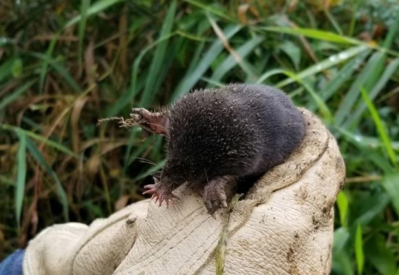 10922, , mole2, , , image/jpeg, https://vtecostudies.nyc3.digitaloceanspaces.com/wp-content/uploads/2021/01/08191652/mole2.jpeg, 1024, 990, Array, Array © Hannah Hale