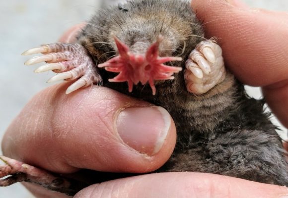 10921, , mole1, , , image/jpeg, https://vtecostudies.nyc3.digitaloceanspaces.com/wp-content/uploads/2021/01/08191656/mole1.jpg, 1024, 768, Array, Array © Marissa (@crabapple - iNaturalist)