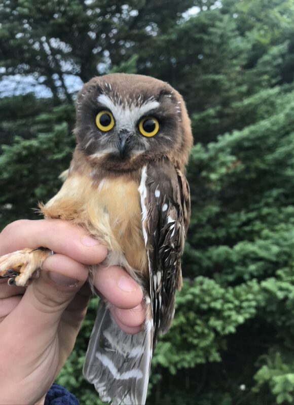 Juvenile Northern Saw-whet Owl &copy; © Kevin Tolan