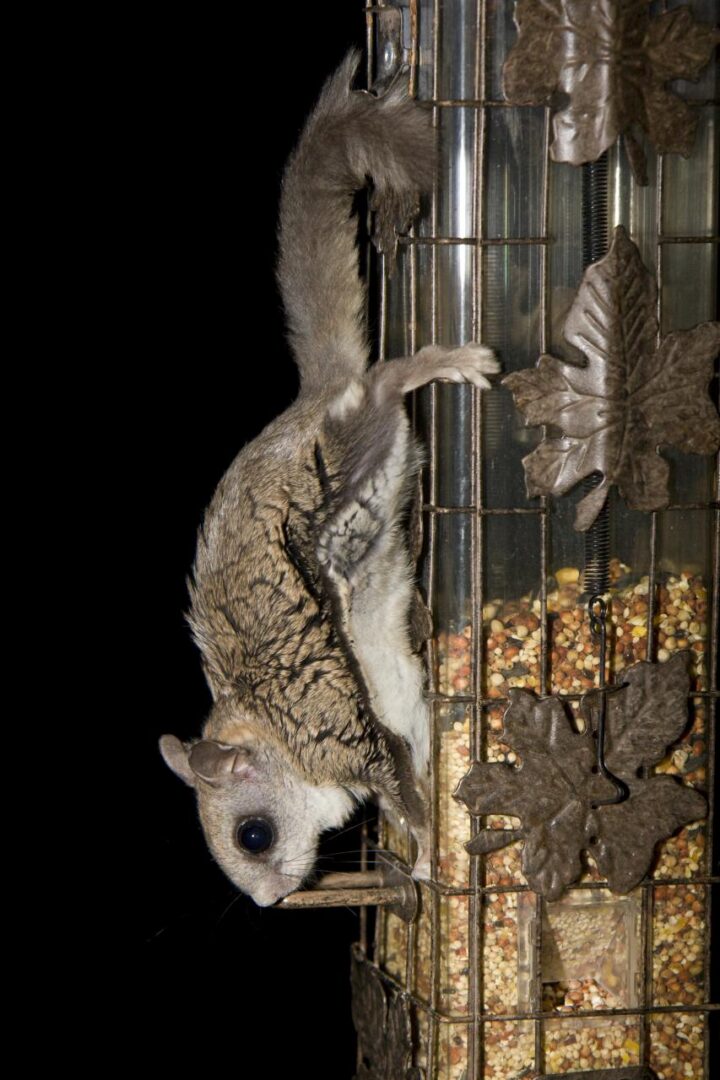 Northern Flying Squirrel &copy; © Steve Ryan
