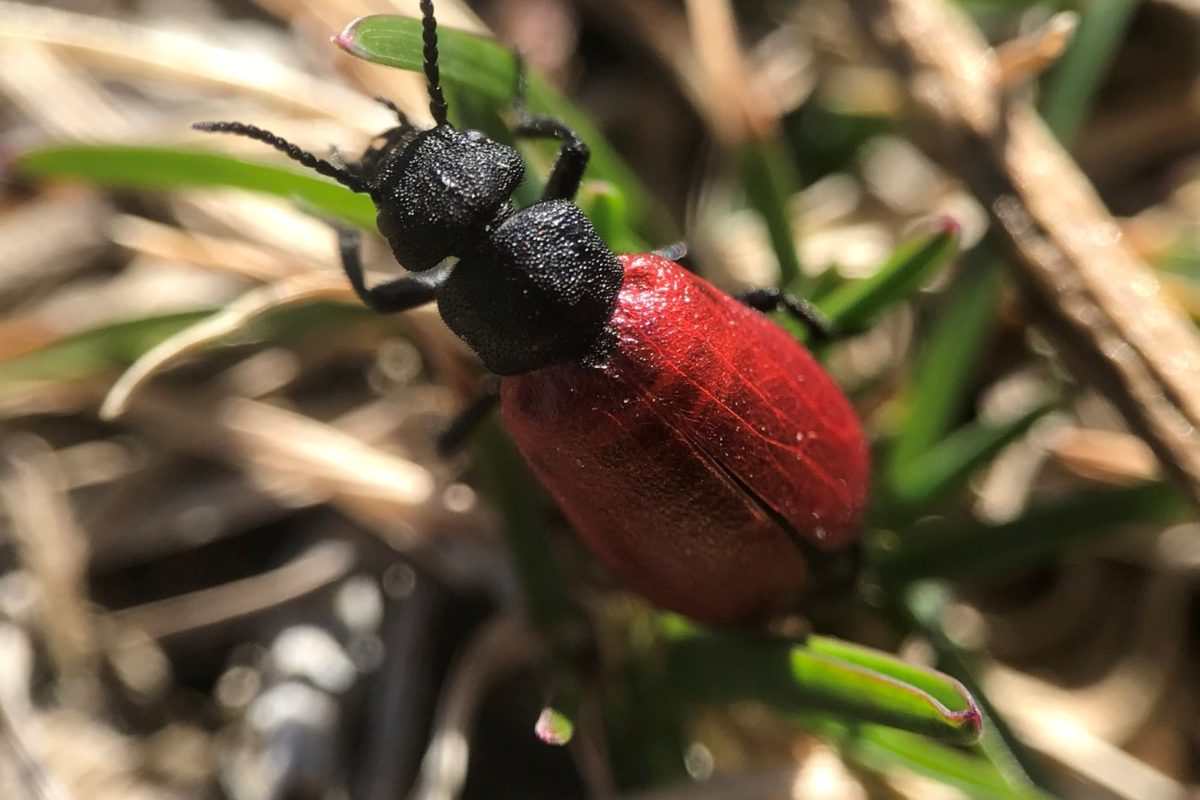 This Tricrania sanguinipennis emerged among many bees in my yard. ©Pete Kerby-Miller